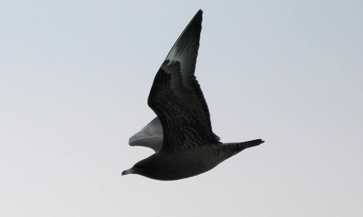 Pomarine Jaeger dark-morph immature in flight over the sea.