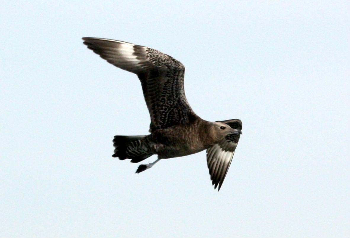 Pomarine Jaeger dark-morph immature in flight over the sea.
