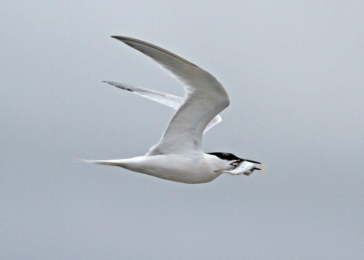Sandwich Tern adult in breeding plumage, flying with a fish in its bill, showing white plumage, a black cap, and a black bill with a yellow tip.