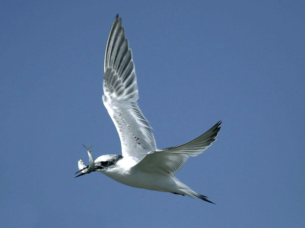Sandwich Tern immature in flight carrying a fish in its bill.