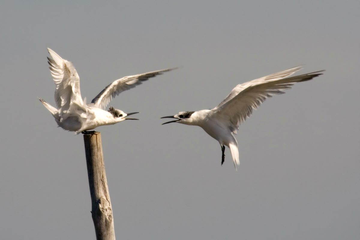 Two Sandwich Terns, one flying and one perched calling.