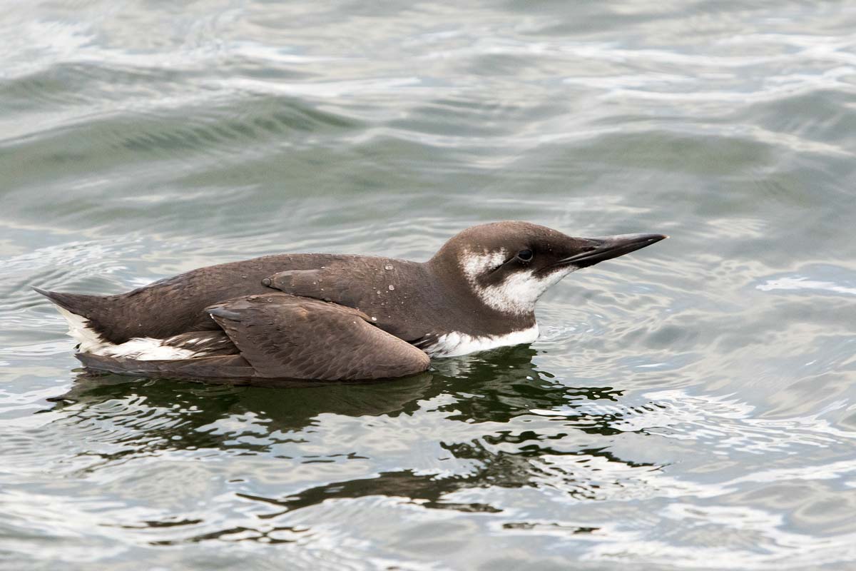 Common Murre on the water in winter plumage, showing white throat and face with dark upperparts.