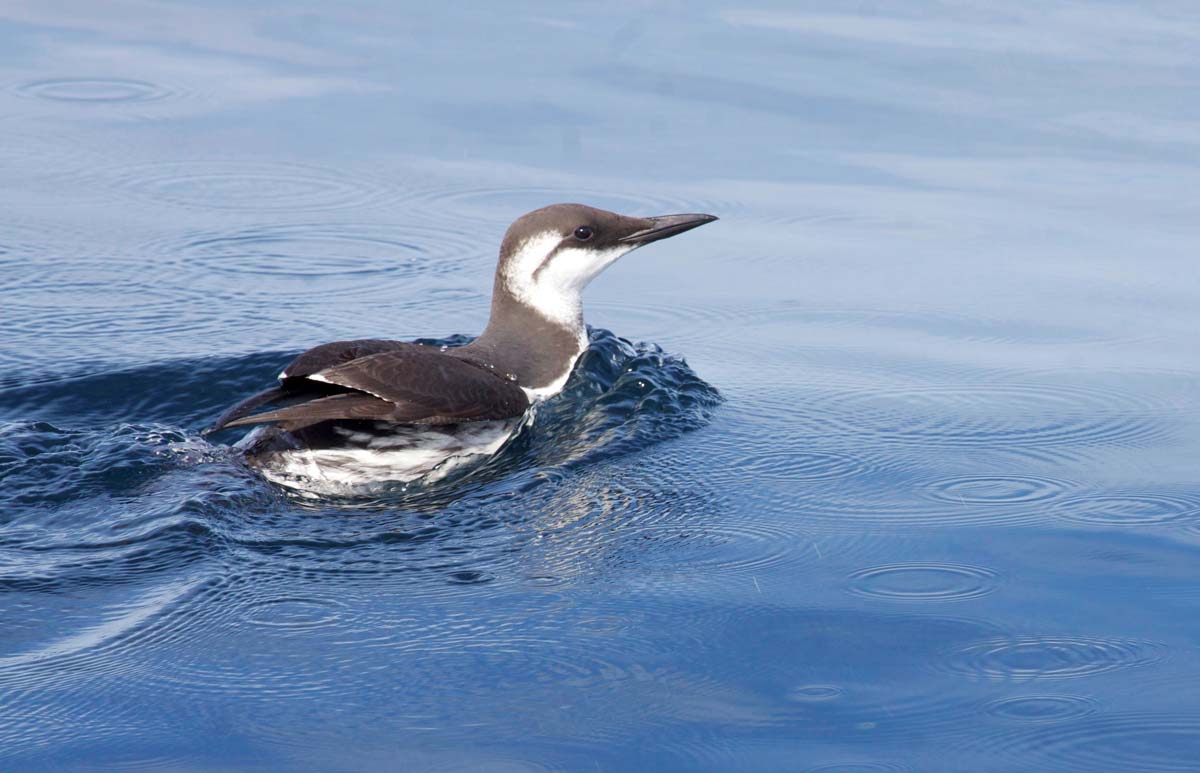 Common Murre resting on the water in winter plumage, showing dark upperparts and white underparts.