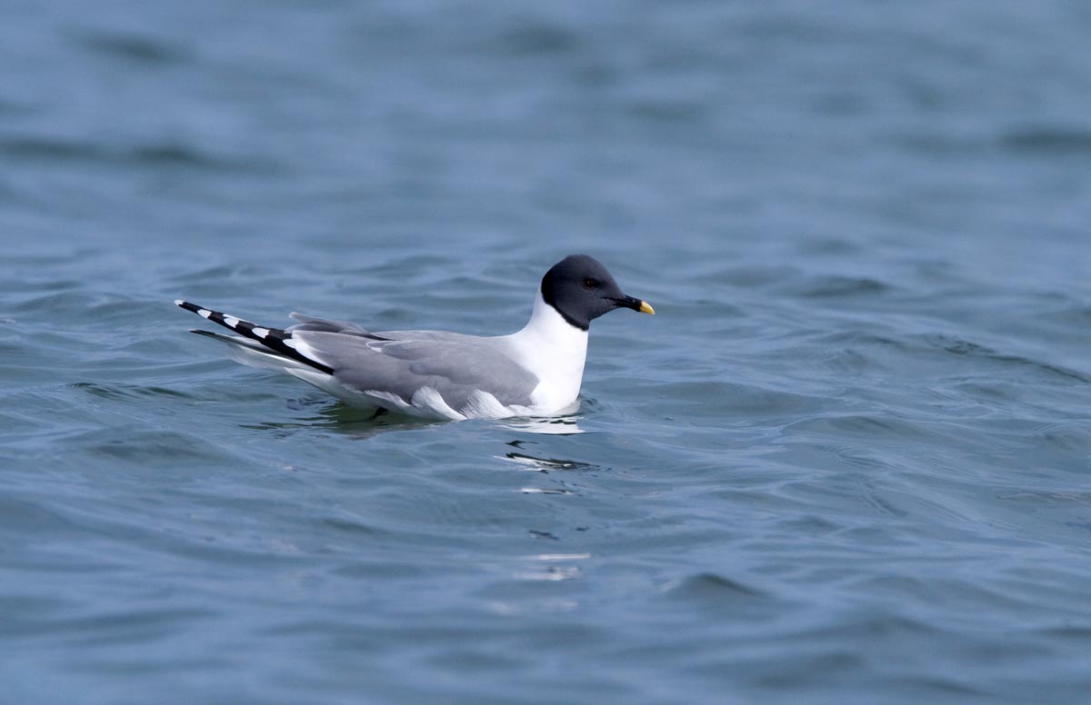 Sabine’s Gull adult resting on the sea.