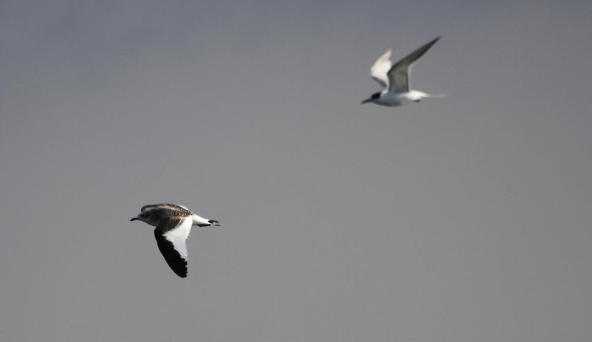 Immature Sabine’s Gull in flight, with a tern in the background.