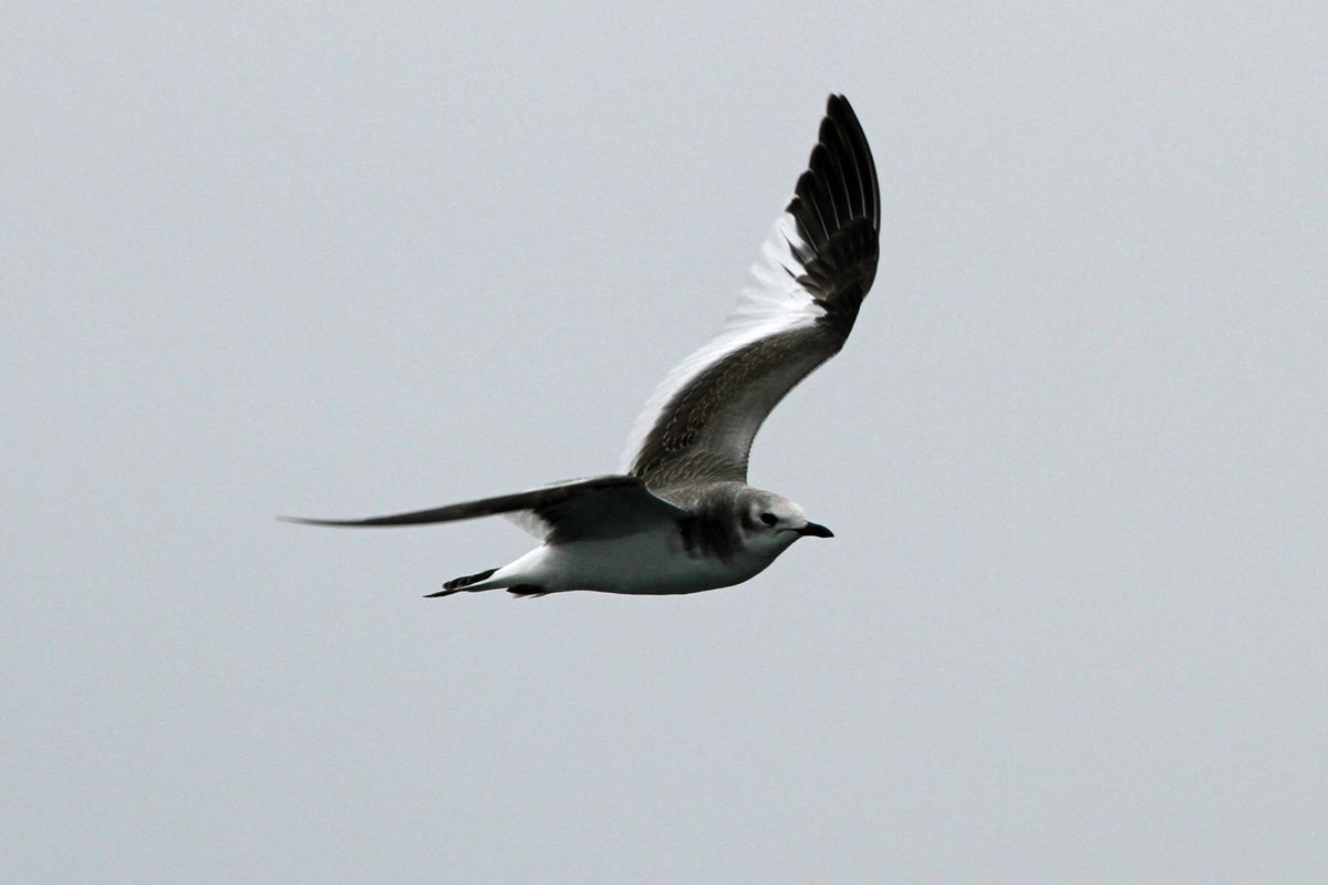 Juvenile Sabine’s Gull flying