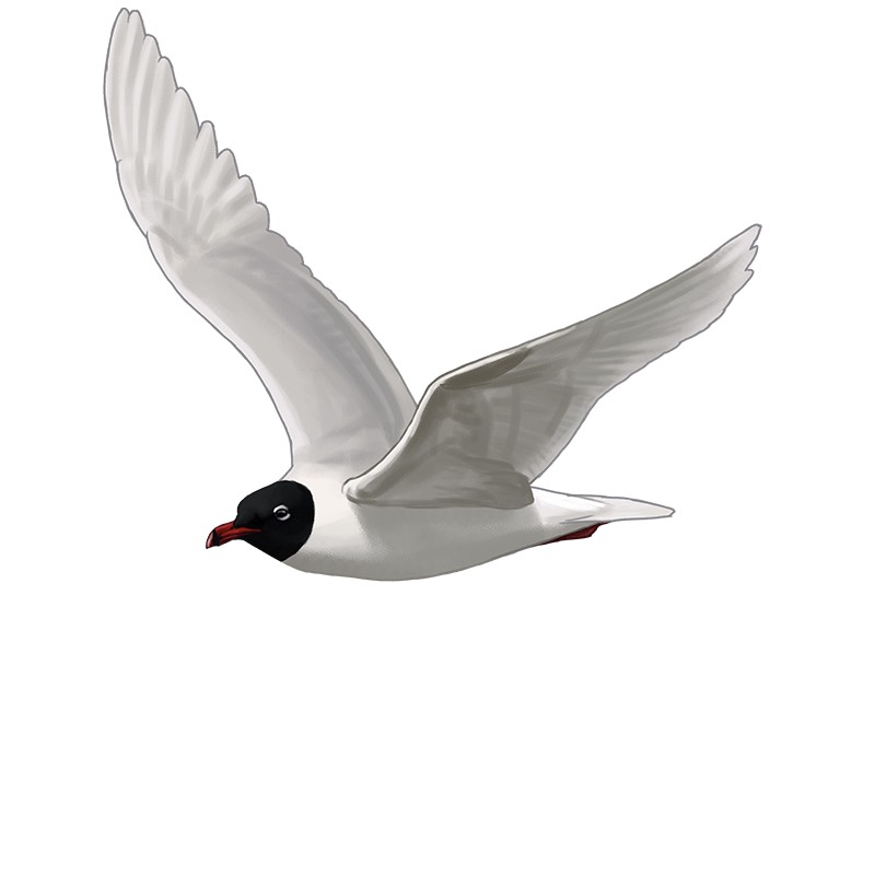 Gaivota-de-cabeça-preta