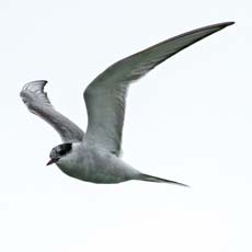 Garajau-do-árctico | Autor: Michael Sveikutis