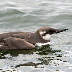 Airo | Autor: Eric Ellingson