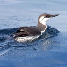 Airo | Autor: Gregory Smith