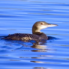 Mobelha-grande | Autor: WP Lynn