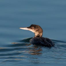 Mobelha-grande | Autor: Pedro Nicolau
