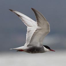 Gaivina-dos-pauis | Autor: Frank Zed