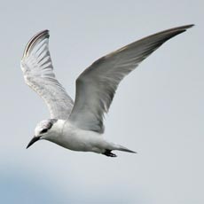 Gaivina-dos-pauis | Autor: Shanthanu Bhardwaj