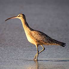 Maçarico-galego | Autor: Ingrid Taylar