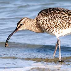 Maçarico-galego | Autor: Michele Lamberti