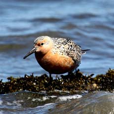 Seixoeira | Autor: Jason Crotty