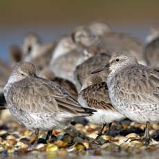 Seixoeira | Autor: Andy Hay RBSP Images