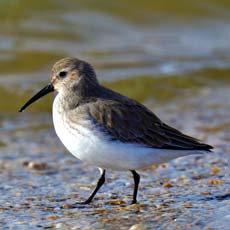 Pilrito-de-peito-preto | Autor: Andrew C.