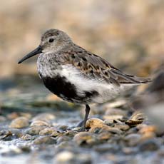 Pilrito-de-peito-preto | Autor: Andy Hat RSPB Images