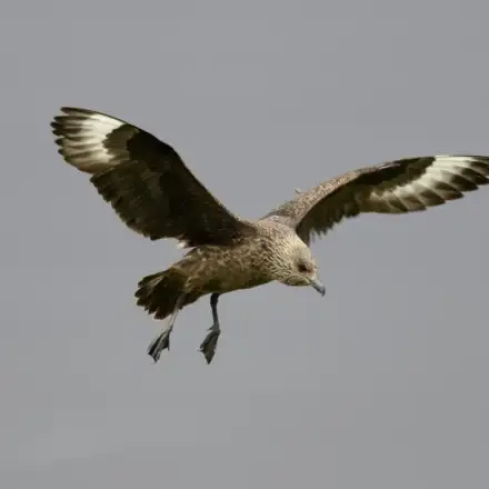 Great Skua in flight over the sea, showing dark mottled brown plumage and white wing patches