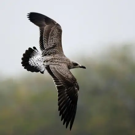 Lesser Black-backed Gull juvenile/first-year in flight, showing largely brown mottled plumage with dark brown upperparts.