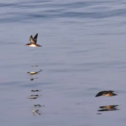 Balearic Shearwater flying over the sea, showing a partially dark underbody.