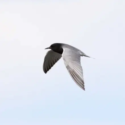 Black Tern adult in flight in breeding plumage, showing a dark slate-grey body, black head and neck, grey wings.
