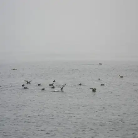Group of Balearic Shearwaters on the sea, with some resting and others flying.