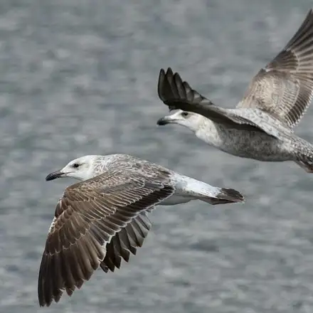 Two juvenile Lesser Black-backed Gulls flying over the sea.