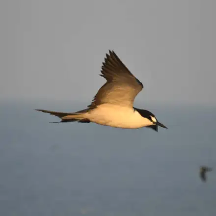 Sooty Tern adult in flight, showing jet-black upperparts and crisp white underparts.