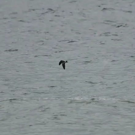 Leach’s Storm-petrel flying over the sea.