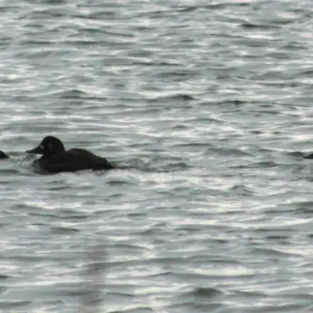 Velvet Scoter in a group on the water, showing high-contrast plumage with large white wing patches (secondaries)