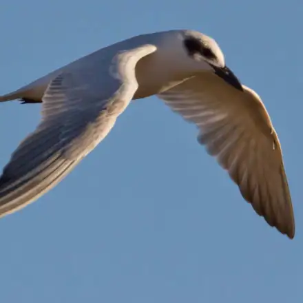 Common Gull-billed Tern adult in flight in winter plumage, showing a white forehead and reduced cap.