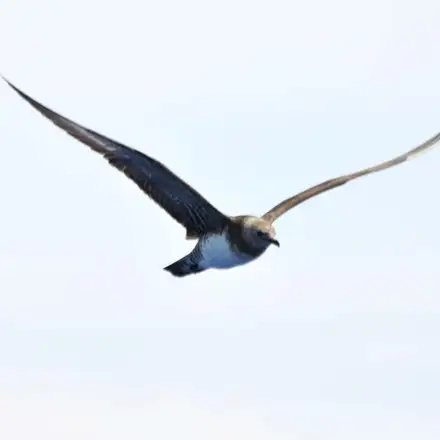Long-tailed Jaeger immature in flight, showing greyish-brown plumage with a distinctive barred, ‘scaly’ appearance.