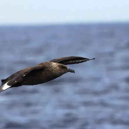 Great Skua in flight, showing dark chocolate-brown mottled plumage with pale straw-colored streaking on the neck and back and prominent white wing flashes.