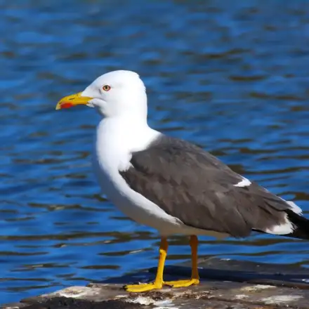 Lesser Black-backed Gull adult resting in a harbour, showing a slate-grey back, white head and underparts, yellow legs, yellow bill with a red spot, and dark wingtips.