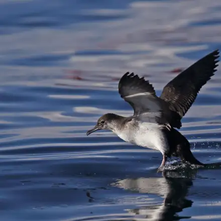 Balearic Shearwater resting on the water with wings spread.