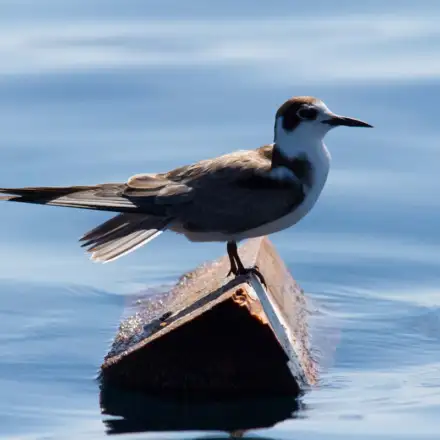 Black Tern adult in winter plumage, showing a white head with a black crown and a dark ear patch, resting