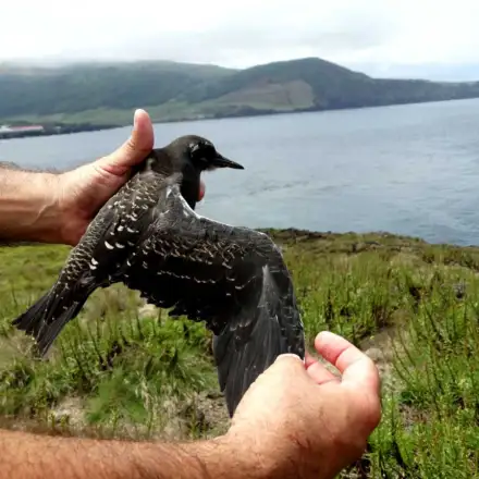 Sooty Tern juvenile held in hand with one wing extended, showing uniform black plumage with white spotting.