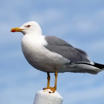 Yellow-legged Gull adult perched, showing bright yellow legs, yellow bill, and medium-grey mantle and wings.
