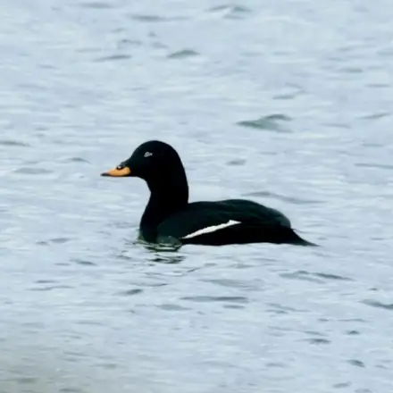 Velvet Scoter resting on the water, showing typical dark plumage with visible white wing markings and a small white patch under the eye.