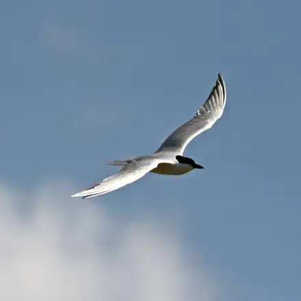 Common Gull-billed Tern adult in flight in breeding plumage, showing a black cap, pale grey body, and a robust black bill.