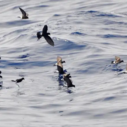 Group of Wilson’s storm-petrels flying low over the sea, touching the water.