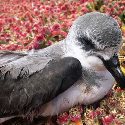 Desertas Petrel perched in the colony.
