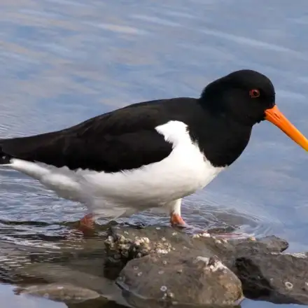 Eurasian Oystercatcher adult in breeding plumage, walking through shallow water.