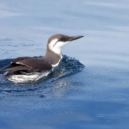 Common Murre resting on the water in winter plumage, showing dark upperparts and white underparts.