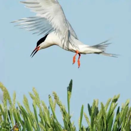 Roseate Tern adult in flight, landing in the colony.