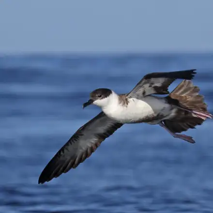 Great Shearwater flying over the sea, showing the dark cap on the head.