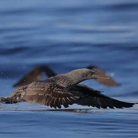 Juvenile Northern Gannet taking off from the water.